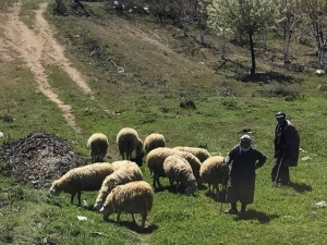 Yaylacı Göçerler Dönüş Yolunda