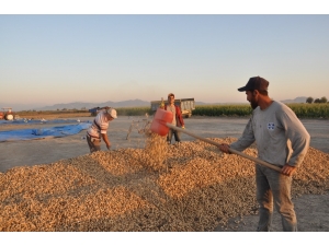 Yer Fıstığı Üreticisi Destek Bekliyor