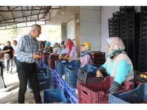 Mezitli Belediyesi, Domates Üreticilerine Kucak Açtı