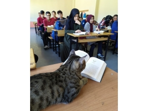 Okuma Saatinin Sevimli Misafiri