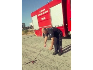 Yakaladığı Yılanın Başın Ezen İtfaiye Grevlisi Hakkında İnceleme Başlatıldı