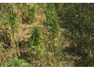 Jandarmanın Uyuşturucu Operasyonunda 1 Tutuklama