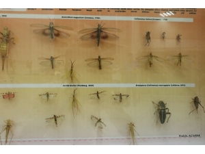 Prof. Dr. Ali Satar: "Çekirge İstilasına Karşı Erken Müdahale, Ekin Sürme Zamanıdır"