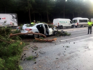 Muğla’da Seyir Halindeki Aracın Üzerine Çam Ağacı Devrildi