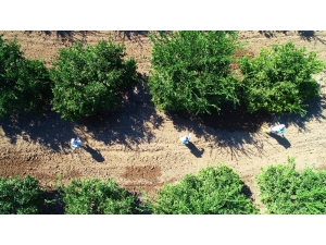 İhracatı Durma Noktasına Getiren Zararlıya Karşı Önlem Artıyor