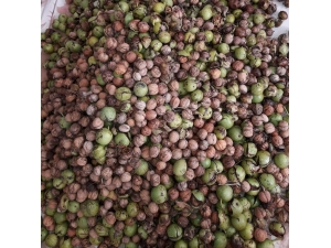 Giresunlu Ceviz Üreticisinin Yüzü Gülüyor