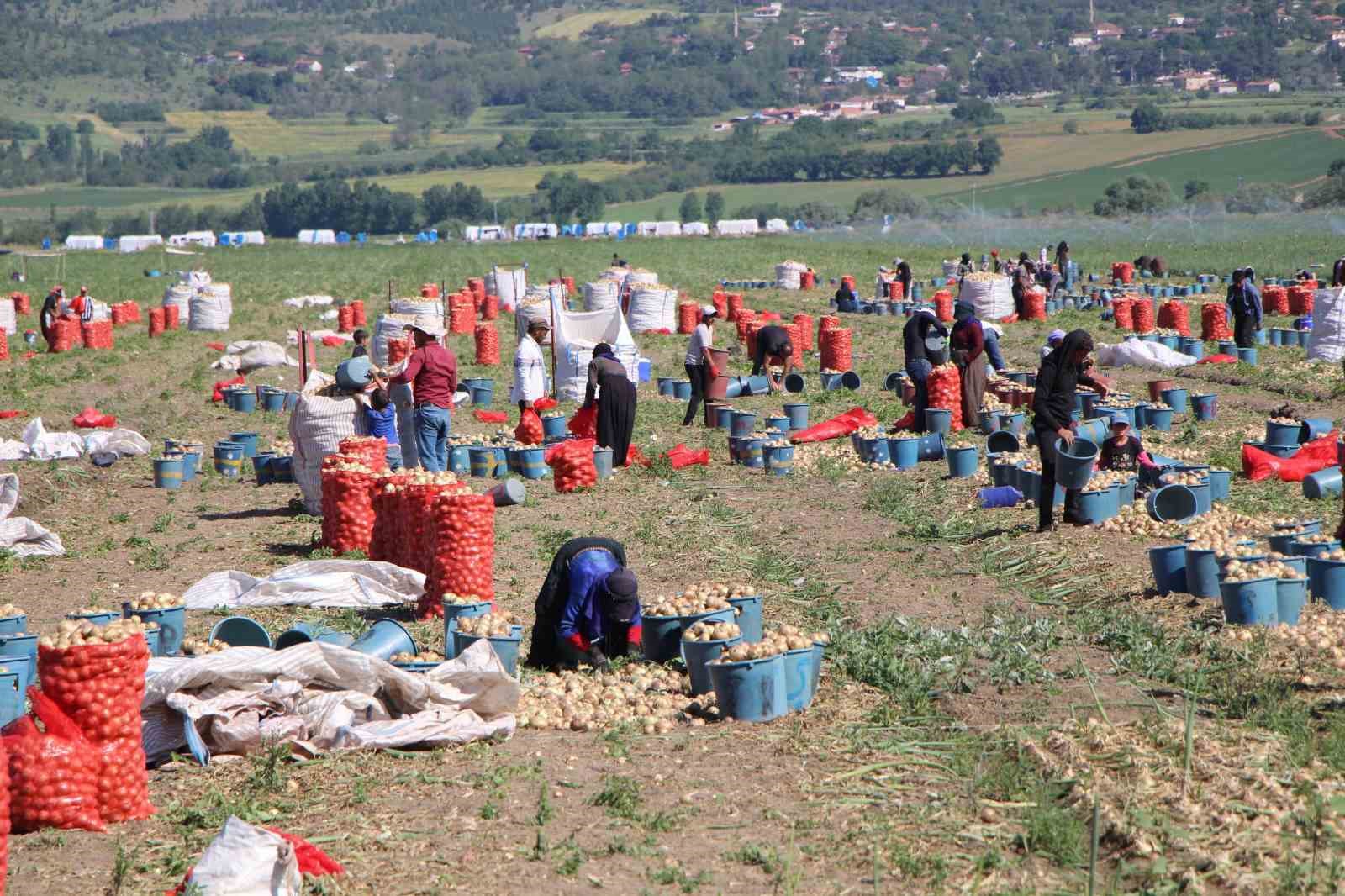 amasya-da-sogan-hasadi-basladi-tarlada-kilosu-12-25-tl-arasinda