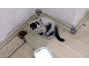 Havalandırma Boşluğuna Düşen Yavru Kediyi İtfaiye Kurtardı