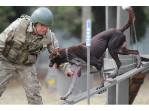 Sınır Ötesi Operasyonlara Yerli Irk Köpek
