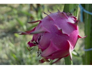 Ejder Meyvesiyle Tanışan Üretici Kazancını Katladı