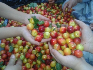 Kütahya Erik Üretimi Yüzde 11,4 Azaldı