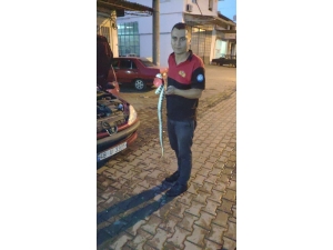 Otomobilin Motor Bölümüne Giren Yılan İtfaiye Ekiplerince Çıkarıldı
