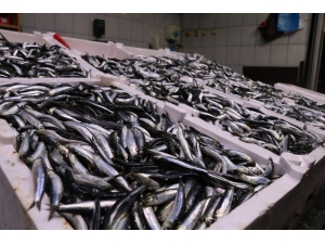 Balıkçılar Sezondan Umutsuz