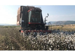 Pamukta Tüccar Krizi