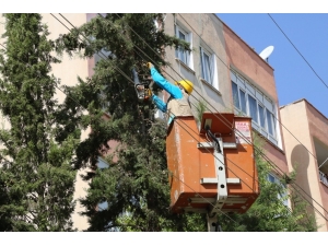 Haliliye Belediyesinden Budama Çalışmaları