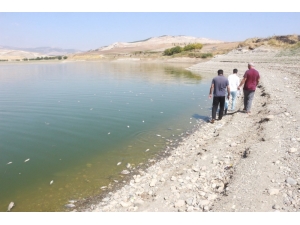 Adıyaman’da Korkutan Balık Ölümleri