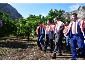 Kimyasalsız 120 Ton Portakal Üretildi