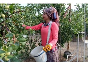 Ölümsüzlük Meyvesi Hünnabın Faydaları Saymakla Bitmiyor