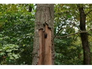 Yarasalar Kış Uykusuna Ormanya’da Yatacak
