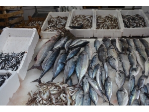 Balıkçılar İstedikleri Palamut Umudunu Bulmaya Başladı