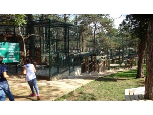 Hayvanat Bahçesinde Depremi Yaşayan Hayvanların Paniği Güvenlik Kamerasında