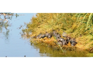 Ayvalık’ta Bakımsız Dere Kaplumbağaların Akınına Uğradı