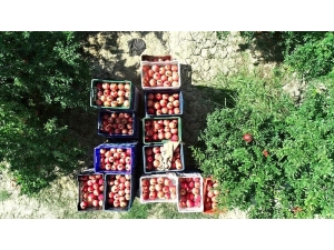 Denizli’de 1 Milyon 400 Bine Yakın Ağaçta 44 Bin 131 Ton Nar Üretimi Yapılıyor