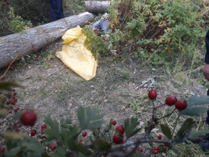 Kestiği Ağacın Altında Kalarak Can Verdi