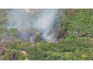 Samandağ’da Zeytinlik Ve Defne Ağaçlarının Bulunduğu Alanında Yangın