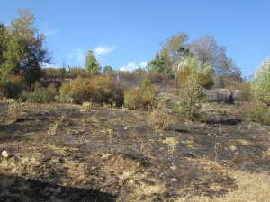 Sandıklı’da Orman Yangını