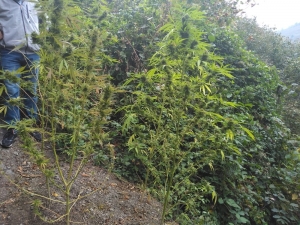 Sakarya’da Uyuşturucu Operasyonu: 1 Gözaltı