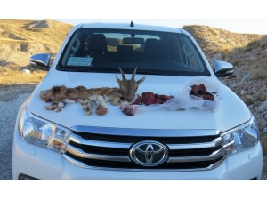 1 Yaşındaki Yaban Keçisi Kaçak Avcının Kurbanı Oldu