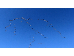 Pelikanlar Göç Yolunda