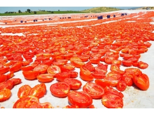 Kınık’ta ’Kırmızı Altın’ Bereketi