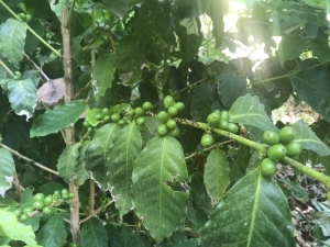 Antalya’da Türk Kahvesi Üretimi