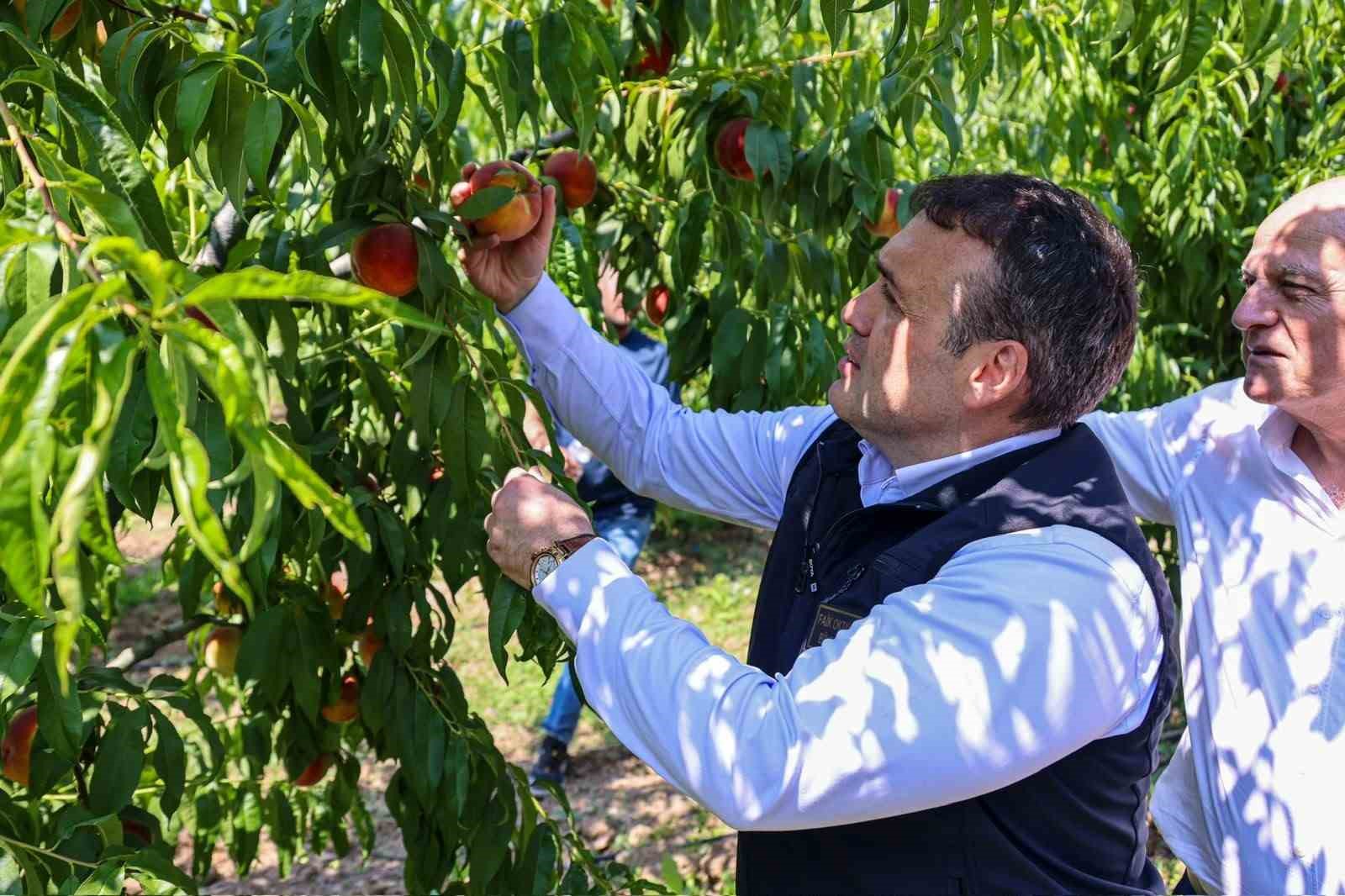 bu-nektarinin-tamami-yurtdisina-gonderiliyor