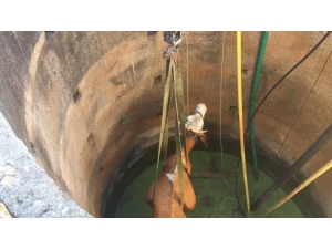 Kuyuya Düşen İnek Vinçle Çıkarıldı