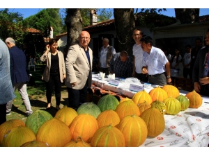 Yaylanın En Güzel Kavunları Yarıştı