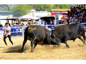 Boğalar ‘Muğla Şampiyonası’ İçin Arenaya Çıktı