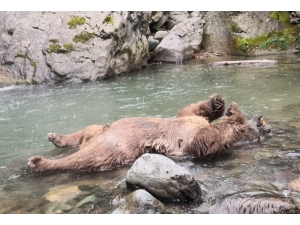 Araklı’da Dere İçinde Bir Ayı Ölü Bulundu