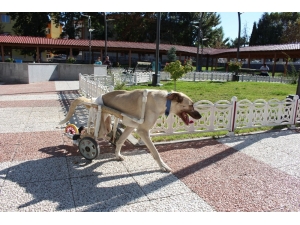Yaşamaz Denilen Felçli Köpeği Hayata Döndürdü