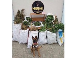 Tokat’ta, 92 Kilo 900 Gram Esrar Ele Geçirildi