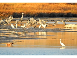 Alaçatı Azmak Kuş Rotası İlk Kez Uluslararası Kayıtlara Girecek