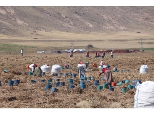 Yerli Tohumlar Patates Tohumu İthalatına Son Verecek