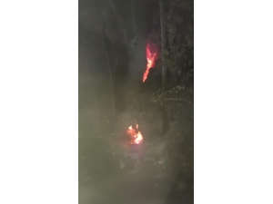 Çınar Ağacı Alev Alev Yandı