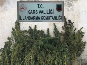 Kars’ta Kenevir Ele Geçirildi