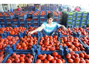 Tonlarca Domates Kabzımalların Elinde Kaldı