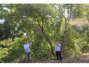 Hekimhan Cevizinde Hasat Zamanı