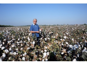 Doğan: "Pamuk Üreticisi Zor Durumda"