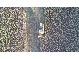 Tüketicinin Tercihi Siyah Çekirdek Oldu